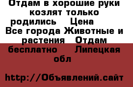 Отдам в хорошие руки козлят.только родились. › Цена ­ 20 - Все города Животные и растения » Отдам бесплатно   . Липецкая обл.